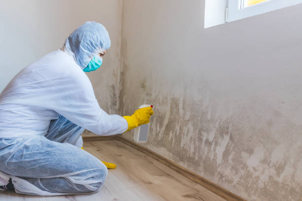 Licensed Mold Testing service in Uniondale, NY - WQB Mold Removal